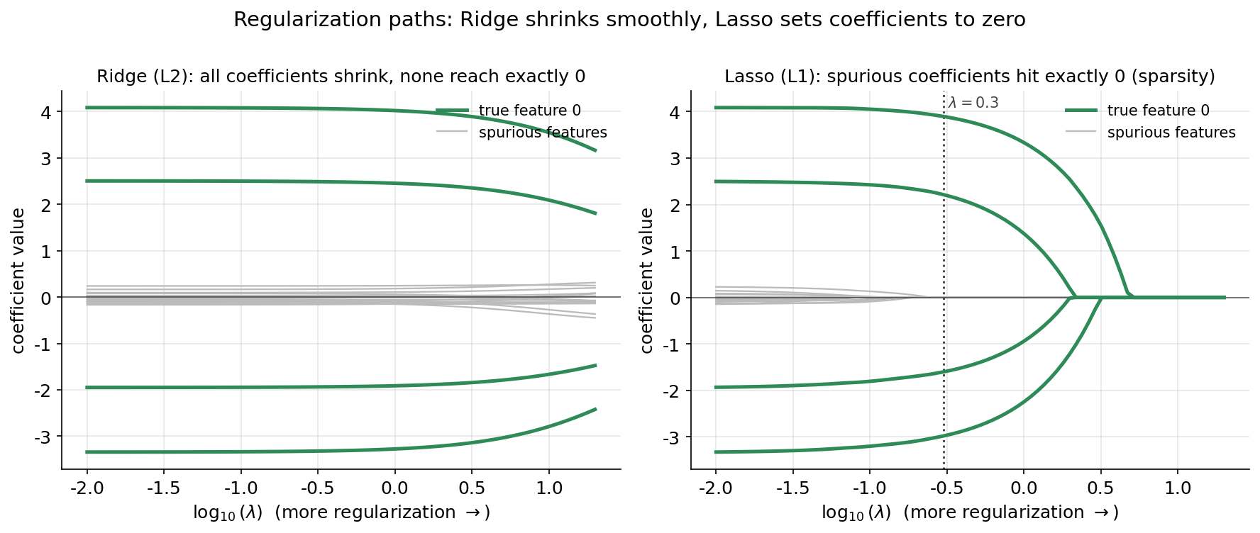 Ridge ও Lasso-এর regularization path: বাঁ দিকে ২০টি coefficient মসৃণভাবে শূন্যের দিকে সংকুচিত হয় কিন্তু কোনোটাই ঠিক শূন্য ছোঁয় না; ডান দিকে \(\lambda\) বাড়ার সাথে spurious coefficient-গুলো একে একে ঠিক শূন্যে গিয়ে আটকে যায়, কেবল চারটি true feature (সবুজ) বড় থেকে যায়।